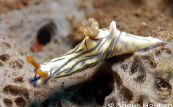 Nudibranch, Hypselodoris zephyra. Picture taken at Seraya... by Anouk Houben 